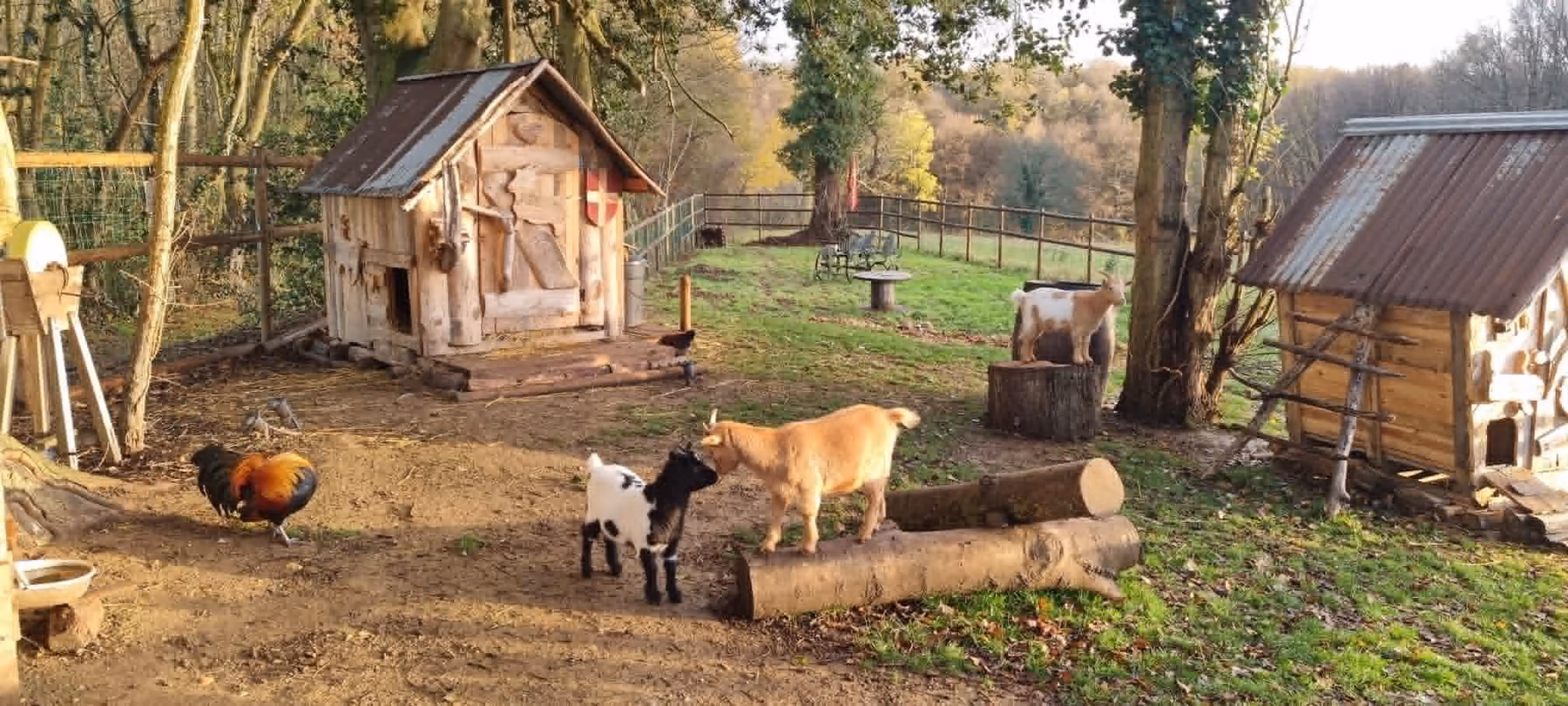 Ferme pédagogique de la chaumière : cabane en bois, chèvres et coq en liberté à la lisière de la forêt, lumière dorée de fin de journée.