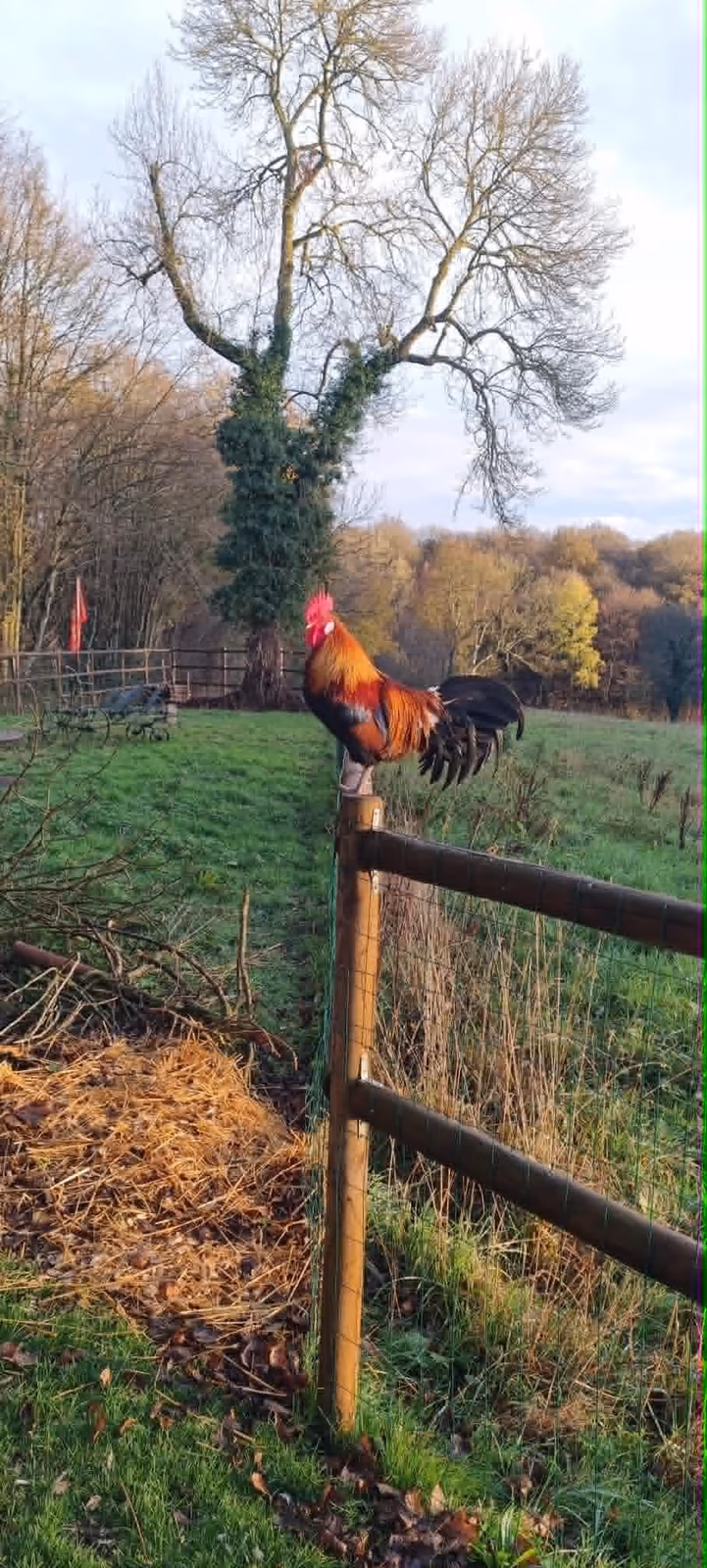 Coq fermier perché sur une barrière en bois face au bocage normand, branches d'arbre nues en arrière-plan.